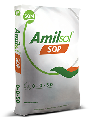 Amilsol® SOP