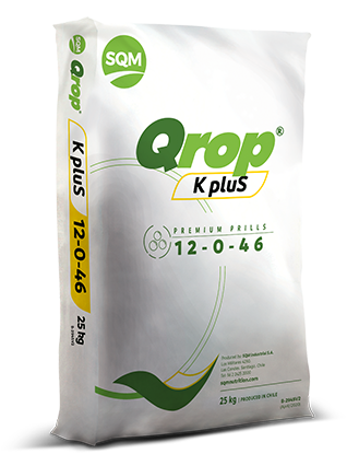 Qrop K pluS – Korea
