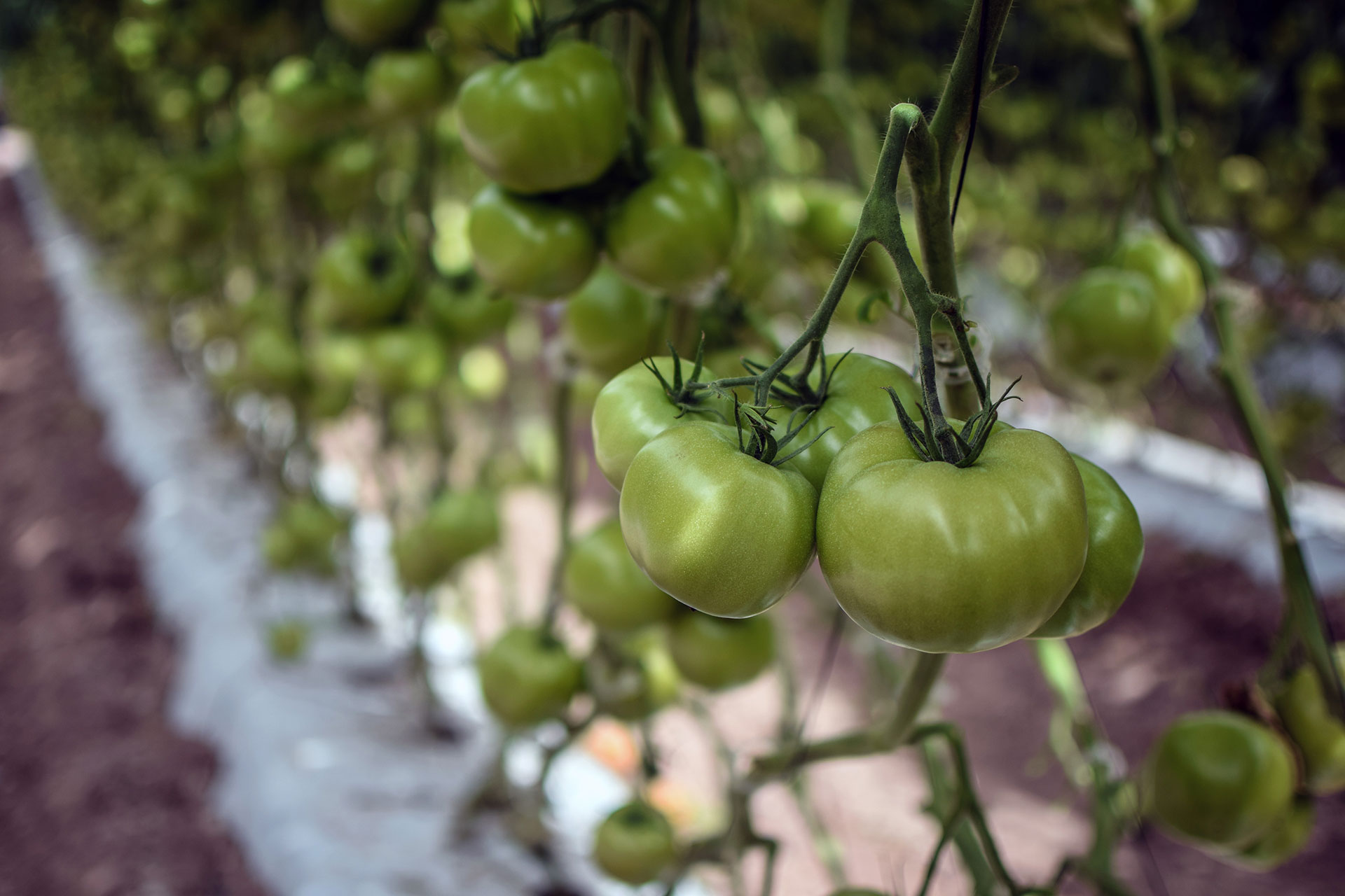 SPN Successful cases, Tomato – Mexico